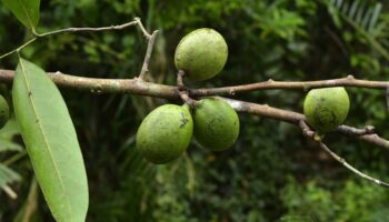На юге Таиланда обнаружены новые виды деревьев, находящиеся под угрозой исчезновения