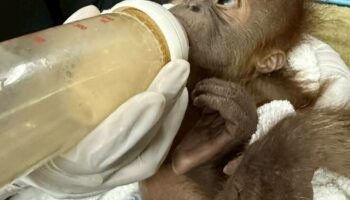 Нападение на дикую природу: детеныши орангутангов спасены в Бангкоке при задержании торговцев людьми