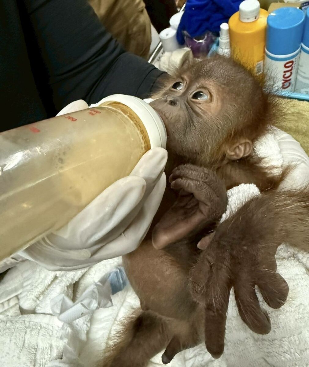 Нападение на дикую природу: детеныши орангутангов спасены в Бангкоке при задержании торговцев людьми