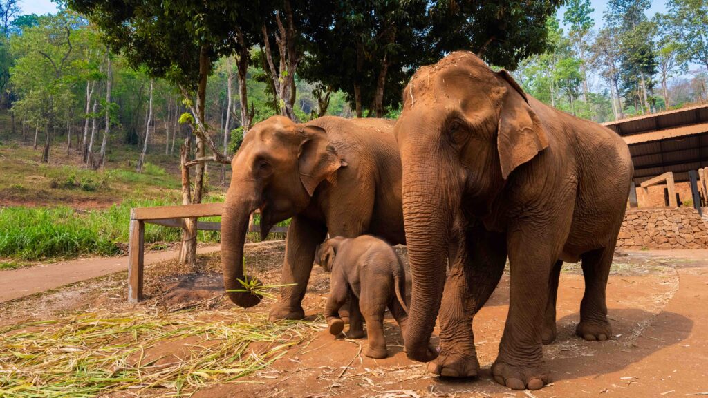 Познакомьтесь с природой Таиланда — и познакомьтесь со слонами и редкими птицами