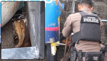 Полицейские поймали кобру в Патонге