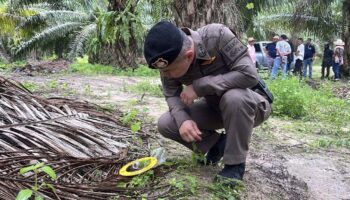Полиция расследует тройное убийство на плантации масличных пальм в Транге
