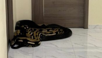 Протест против змей вынуждает руководство кондоминиума в Бангкоке принимать меры в отношении спрятанных домашних животных