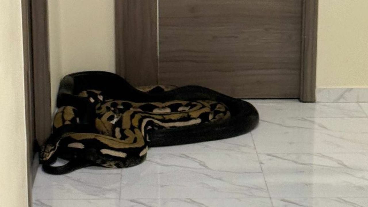 Протест против змей вынуждает руководство кондоминиума в Бангкоке принимать меры в отношении спрятанных домашних животных