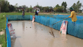 Разведение лягушек - благо для фермеров Исана в сухой сезон
