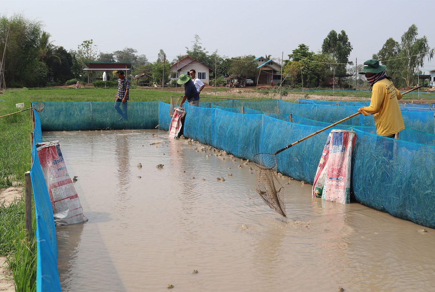 Разведение лягушек - благо для фермеров Исана в сухой сезон
