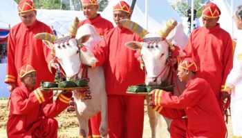 Священные волы предсказывают удачный торговый год