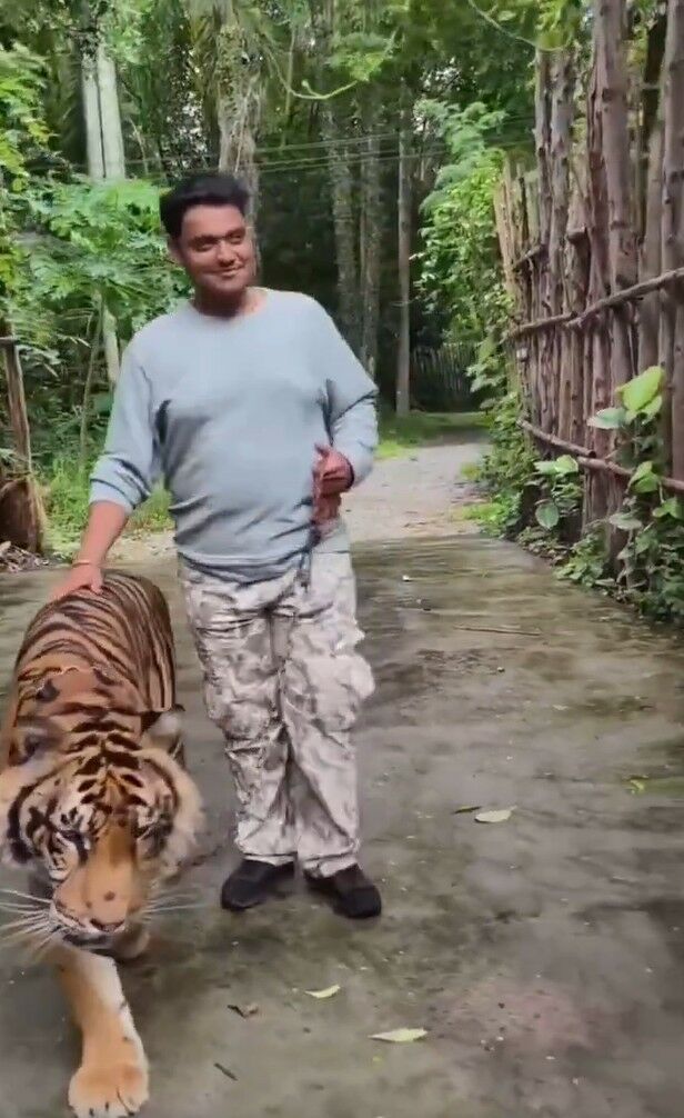 Селфи с тигром становится жестоким: индийский турист растерзан на Пхукете (видео)