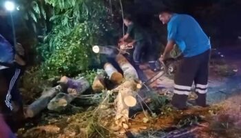 Сильный ветер повалил дерево на мотоциклиста в Чонбури