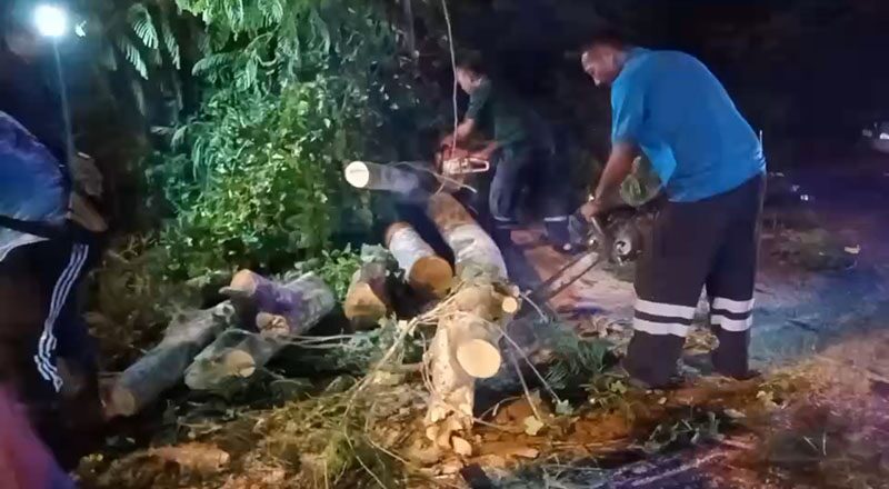 Сильный ветер повалил дерево на мотоциклиста в Чонбури