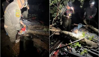 Сильный шторм в Бангкоке унес жизни людей, так как деревья разрушили жилые дома