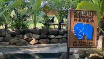 Слоны обретают свободу и исцеление в тайском заповеднике на острове Самуи