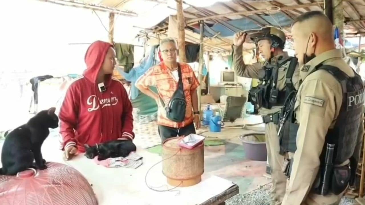 Сосед застрелил любимую кошку из страйкбольного ружья на фоне шумного спора