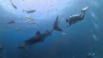 Спасательные команды наперегонки спасают пойманную в ловушку китовую акулу у берегов Таиланда (видео)