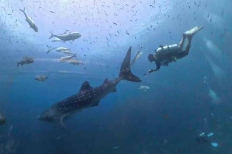 Спасательные команды наперегонки спасают пойманную в ловушку китовую акулу у берегов Таиланда (видео)