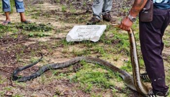 Страх перед змеями: огромная королевская кобра терроризирует пруд на заднем дворе Паттайи