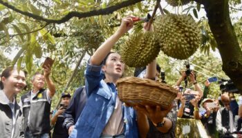 Тайские фермеры, выращивающие фрукты, призывают правительство нанять сенсацию K-pop Лизу