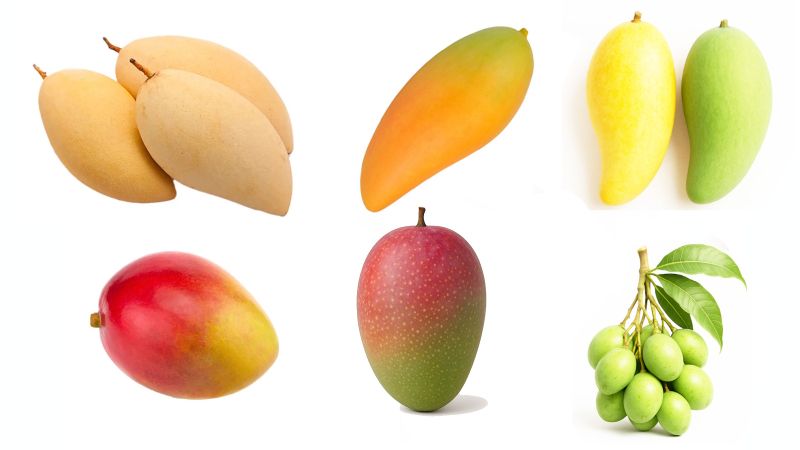 Тот еще фрукт! Краткий гид по главным сортам тайских манго