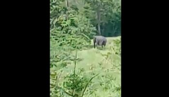 Трагическое нападение слона унесло жизнь человека в Утайтхани