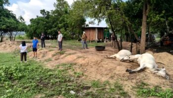 Удар молнии убил четырех коров во время шторма в Накхонратчасиме