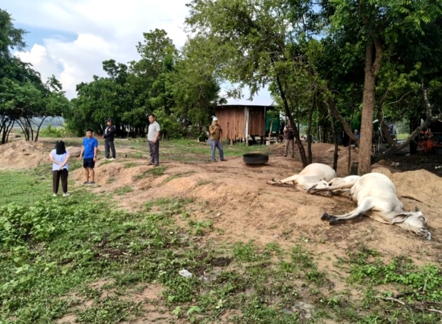 Удар молнии убил четырех коров во время шторма в Накхонратчасиме