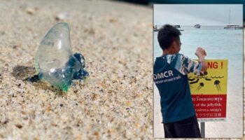 Уксус в пляжной сумке. Какие медузы встречаются в Таиланде и насколько они опасны