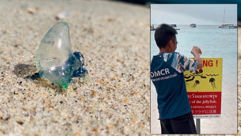 Уксус в пляжной сумке. Какие медузы встречаются в Таиланде и насколько они опасны