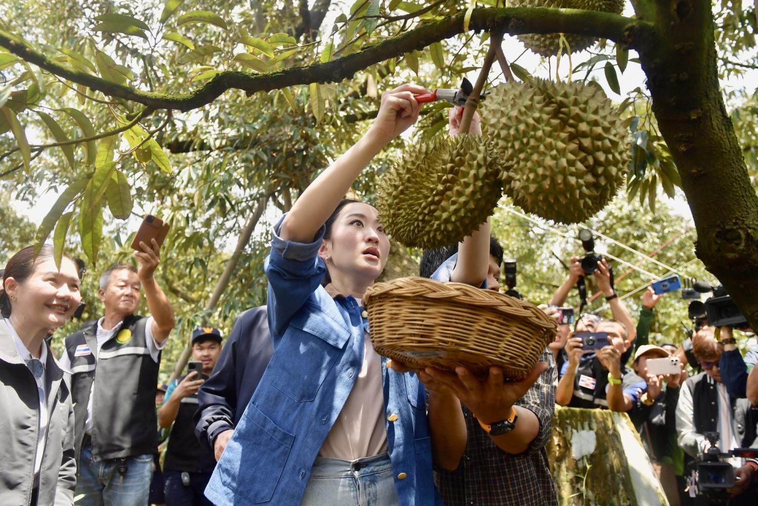 Фермеры, выращивающие фрукты, призывают правительство нанять сенсацию K-pop Лизу