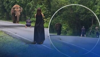 Хобот и нарушение общественного порядка! Неосторожного туриста оштрафовали за селфи с диким слоном