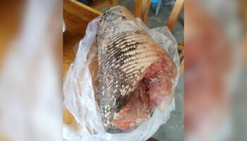 Шеф-повар Чумпхона столкнулся с негативной реакцией из-за приготовления блюд из варана (видео)