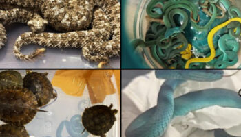 В аэропорту Мумбаи пойман индийский контрабандист рептилий, следовавший из Таиланда