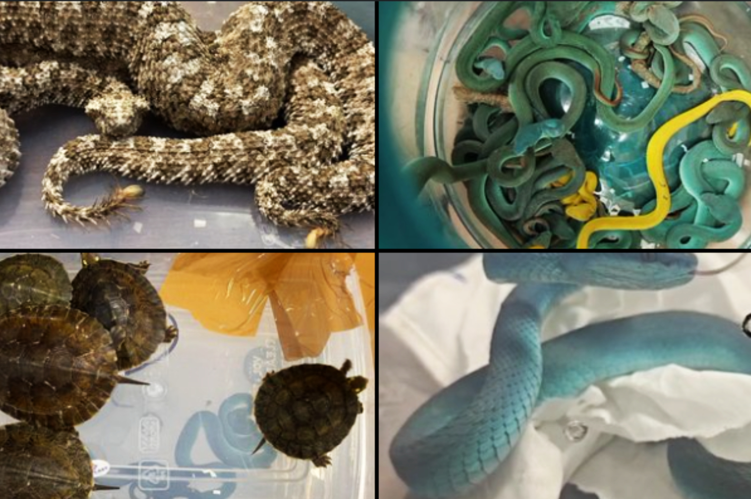 В аэропорту Мумбаи пойман индийский контрабандист рептилий, следовавший из Таиланда