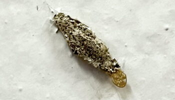 В вашей квартире установлены жучки? Это может быть почтовый червь