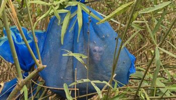 В тайском лесу нашли брошенных макак, подозреваемых в незаконной продаже