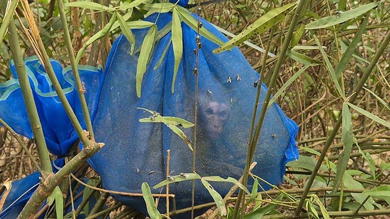 В тайском лесу нашли брошенных макак, подозреваемых в незаконной продаже