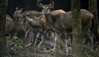 Возвращение тигров: Выпуск добычи вселяет надежду в тайском джунглях