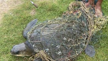 Вытащенная из сети на пляже Карон черепаха-оливковая райдли, находящаяся под угрозой исчезновения