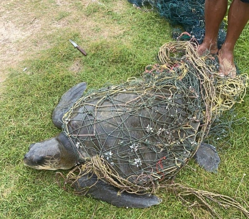 Вытащенная из сети на пляже Карон черепаха-оливковая райдли, находящаяся под угрозой исчезновения