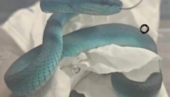 Гадюки в багаже на рейсе из Таиланда в Индию вызвали тревогу по поводу торговли людьми