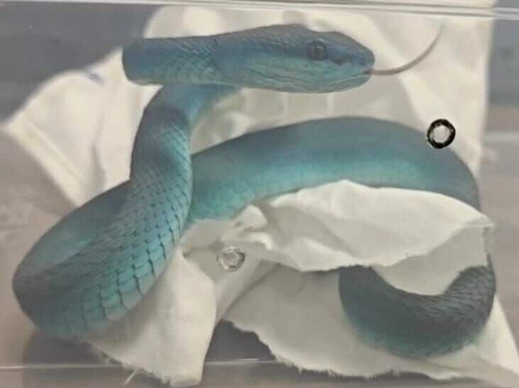 Гадюки в багаже на рейсе из Таиланда в Индию вызвали тревогу по поводу торговли людьми