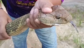 Гигантская королевская кобра вторглась в дом в Транге, вызвав лотерейное безумие (видео)