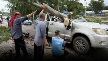 Дерево павлина раздавило пикап в Сураттани, водитель погиб