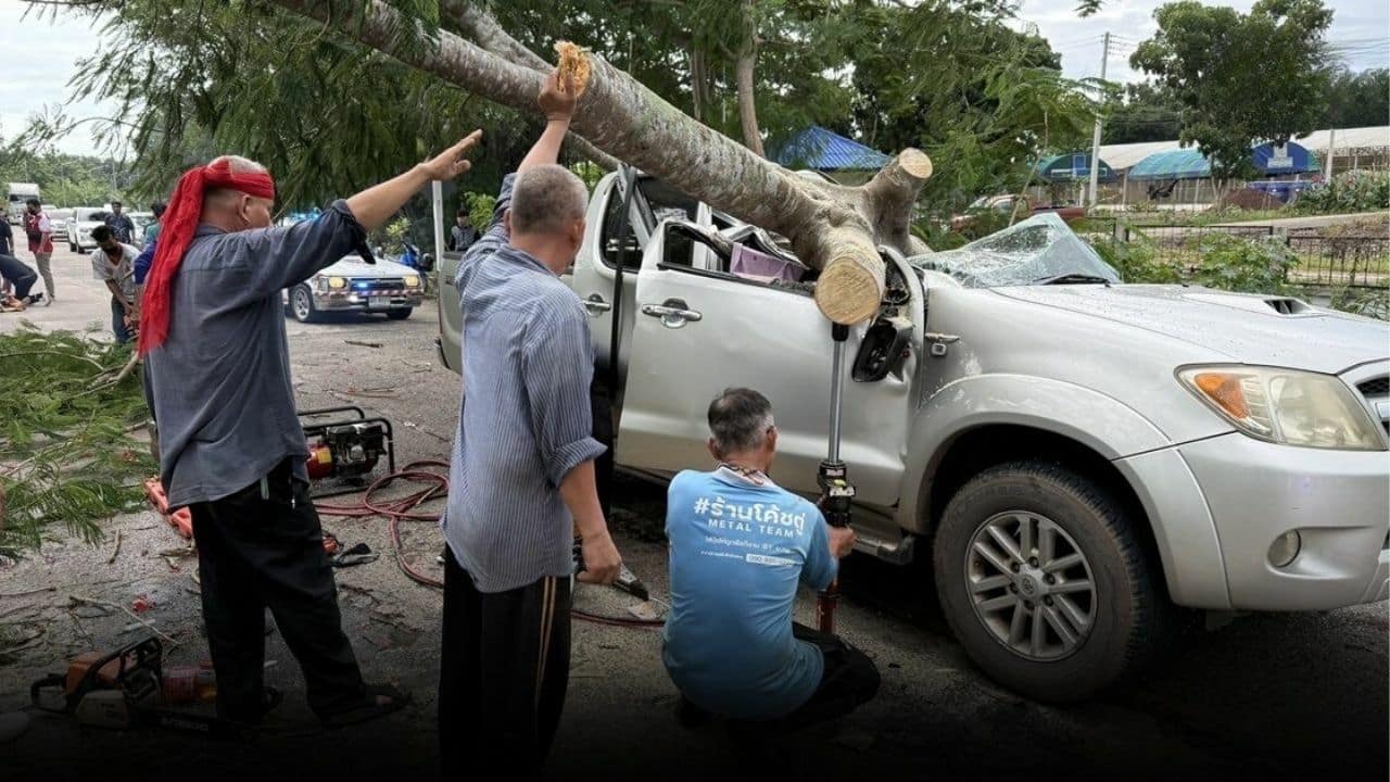 Дерево павлина раздавило пикап в Сураттани, водитель погиб