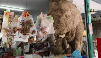 Дикий слон отправляется за покупками в Као Яй