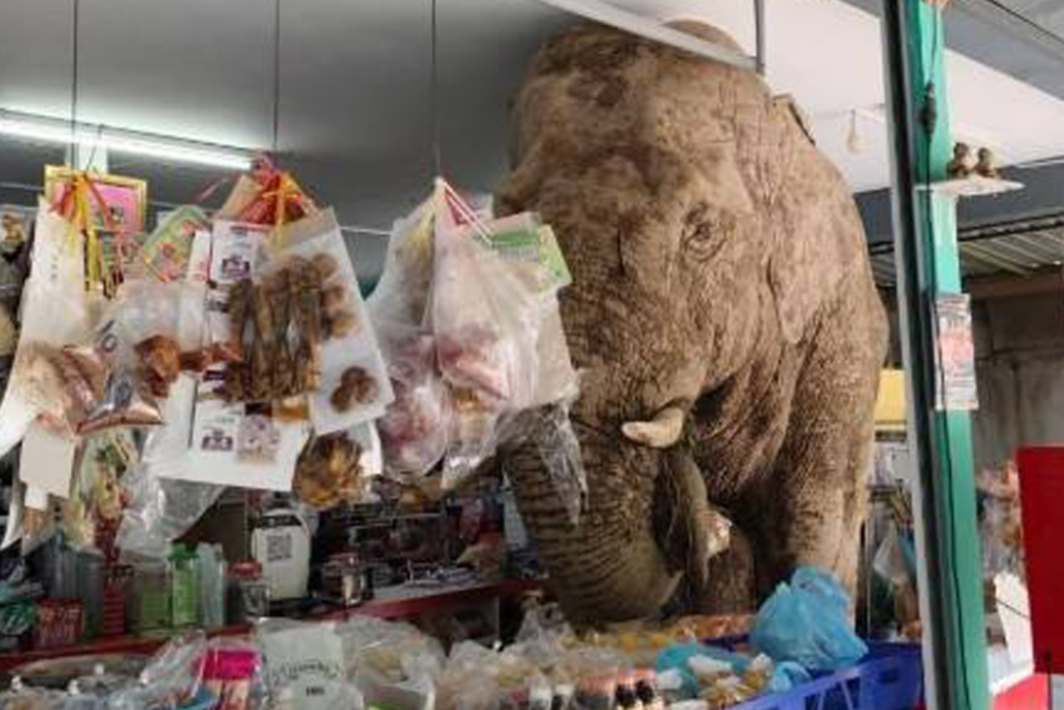 Дикий слон отправляется за покупками в Као Яй