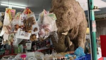 Дикий слон устроил хаос в тайском магазине и повредил полки