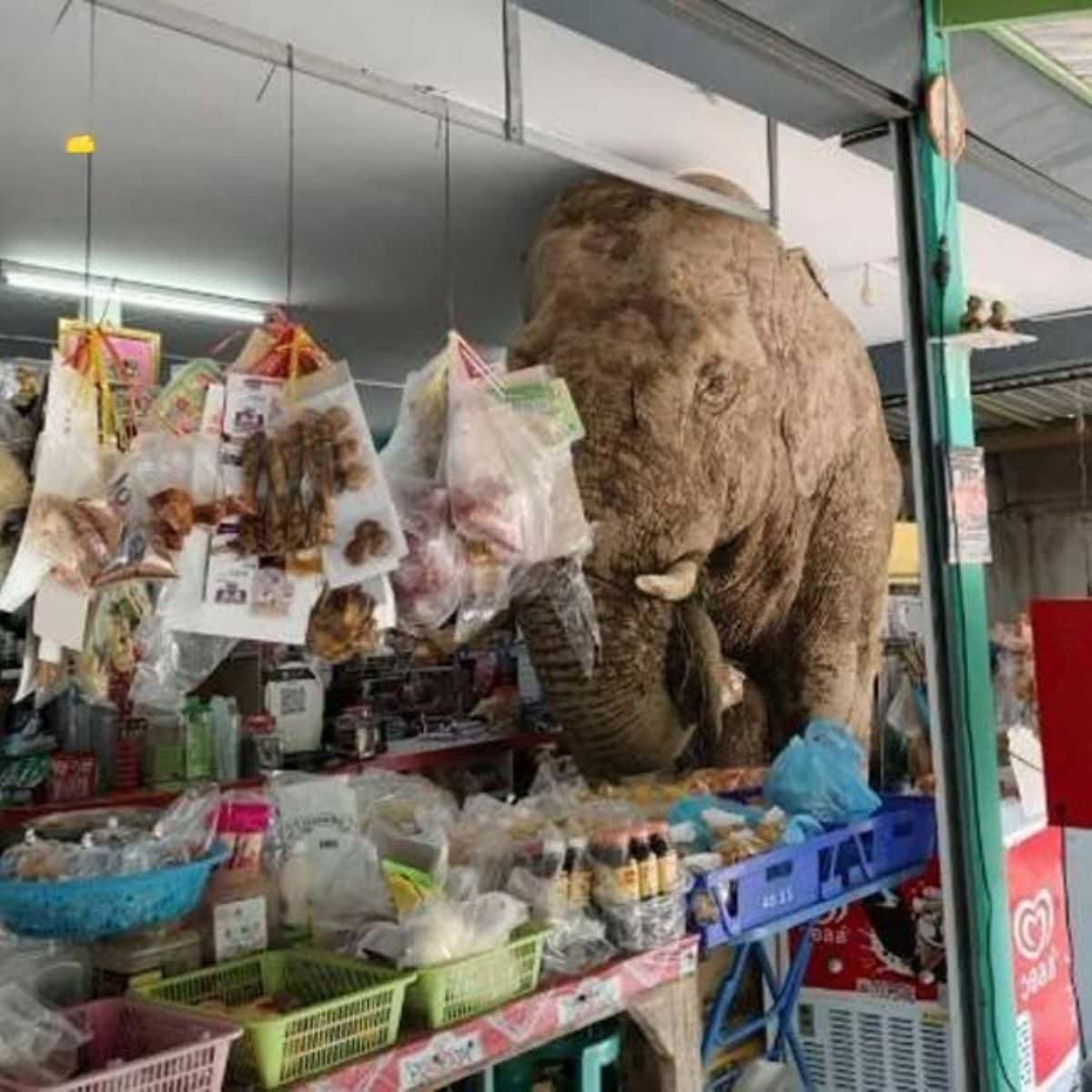 Дикий слон устроил хаос в тайском магазине и повредил полки