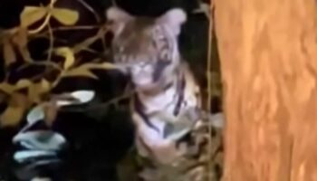 Дикий тигр замечен, наблюдающий за исследователями в тайском заповеднике дикой природы (видео)