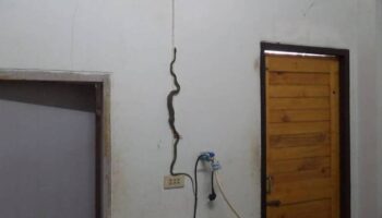 Зеленая змея пытается забраться на стену после того, как проглотила геккона.