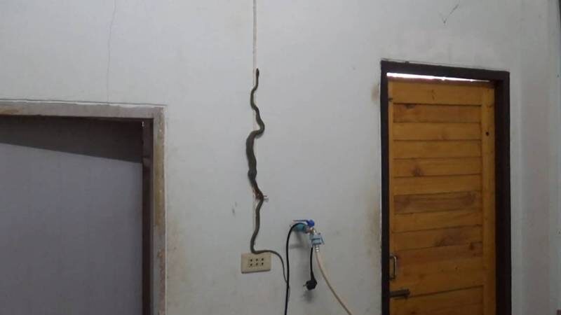 Зеленая змея пытается забраться на стену после того, как проглотила геккона.